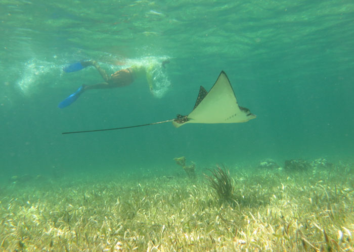 No solo ves peces haciendo snorkel en los arrecifes de Puerto Morelos.